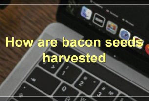 How are bacon seeds harvested