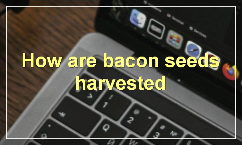 How are bacon seeds harvested