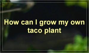 How can I grow my own taco plant