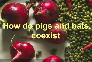 How do pigs and bats coexist