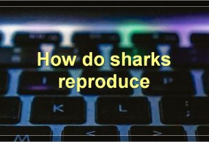 How do sharks reproduce