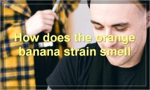 How does the orange banana strain smell