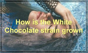 How is the White Chocolate strain grown