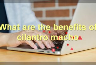 What are the benefits of cilantro macho