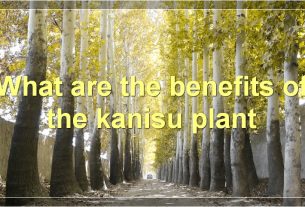 What are the benefits of the kanisu plant