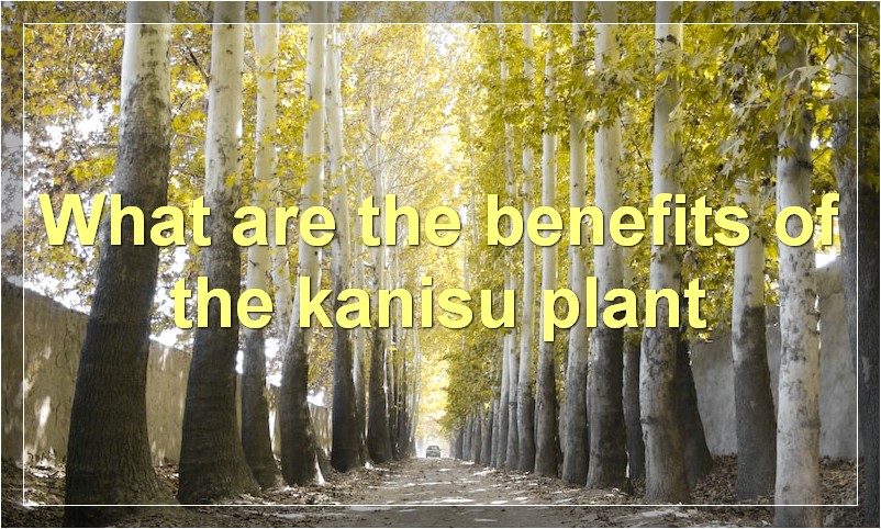 What are the benefits of the kanisu plant