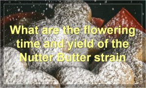 What are the flowering time and yield of the Nutter Butter strain