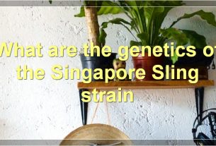 What are the genetics of the Singapore Sling strain