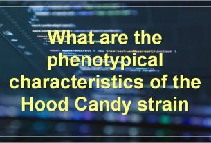 What are the phenotypical characteristics of the Hood Candy strain