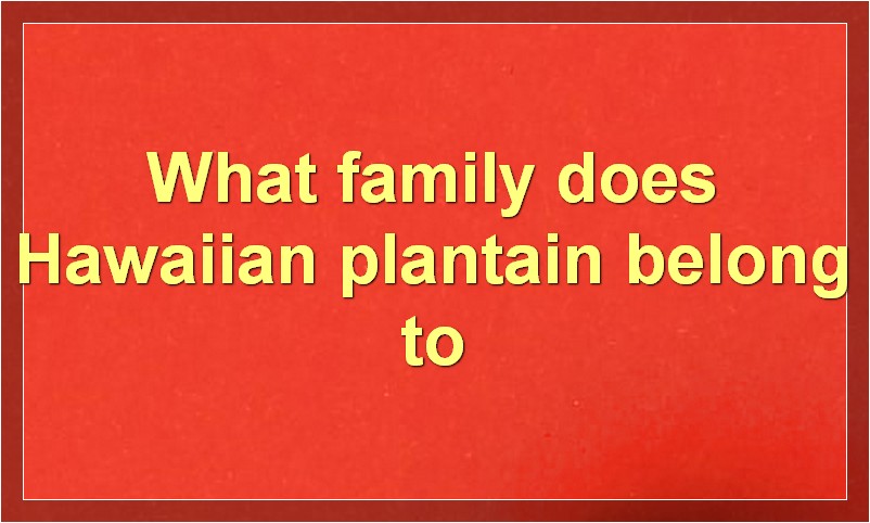 What family does Hawaiian plantain belong to