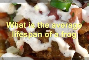 What is the average lifespan of a frog