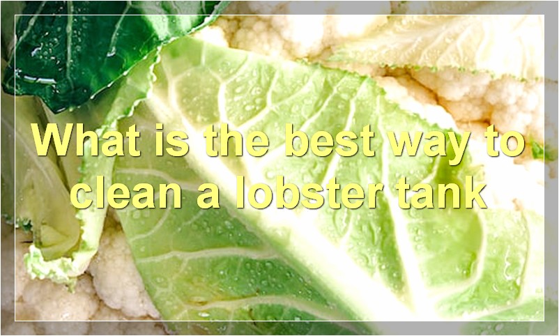 What is the best way to clean a lobster tank