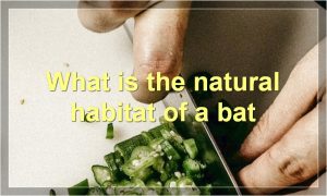 What is the natural habitat of a bat