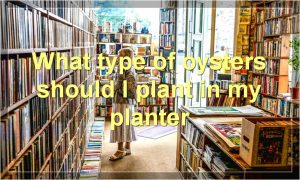 What type of oysters should I plant in my planter