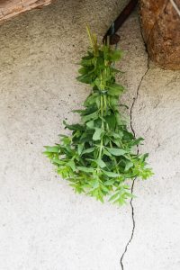 How to dry oregano: preserving flavor and freshness Food Readme