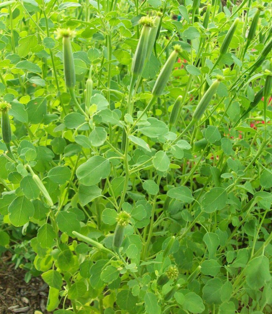 Oregano Substitute Discover Flavorful Alternatives for Culinary