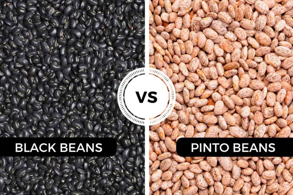 Pinto Beans vs Black Beans: Exploring Their Nutrition, Taste, and