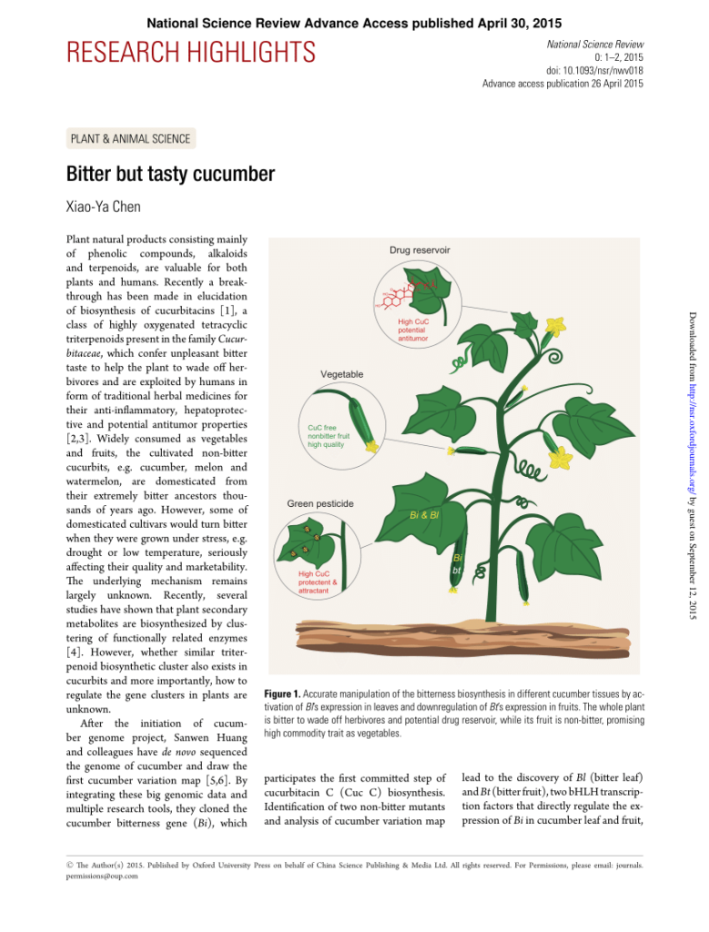 Why Are My Cucumbers Bitter? Unveiling the Root Causes and Tasty